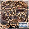 Cochranereview: Coriolus (Trametes) versicolor mushroom to reduce adverse effects from chemotherapy or radiotherapy in people with colorectal cancer
